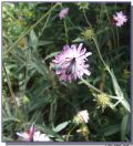 Zygaena lonicerae